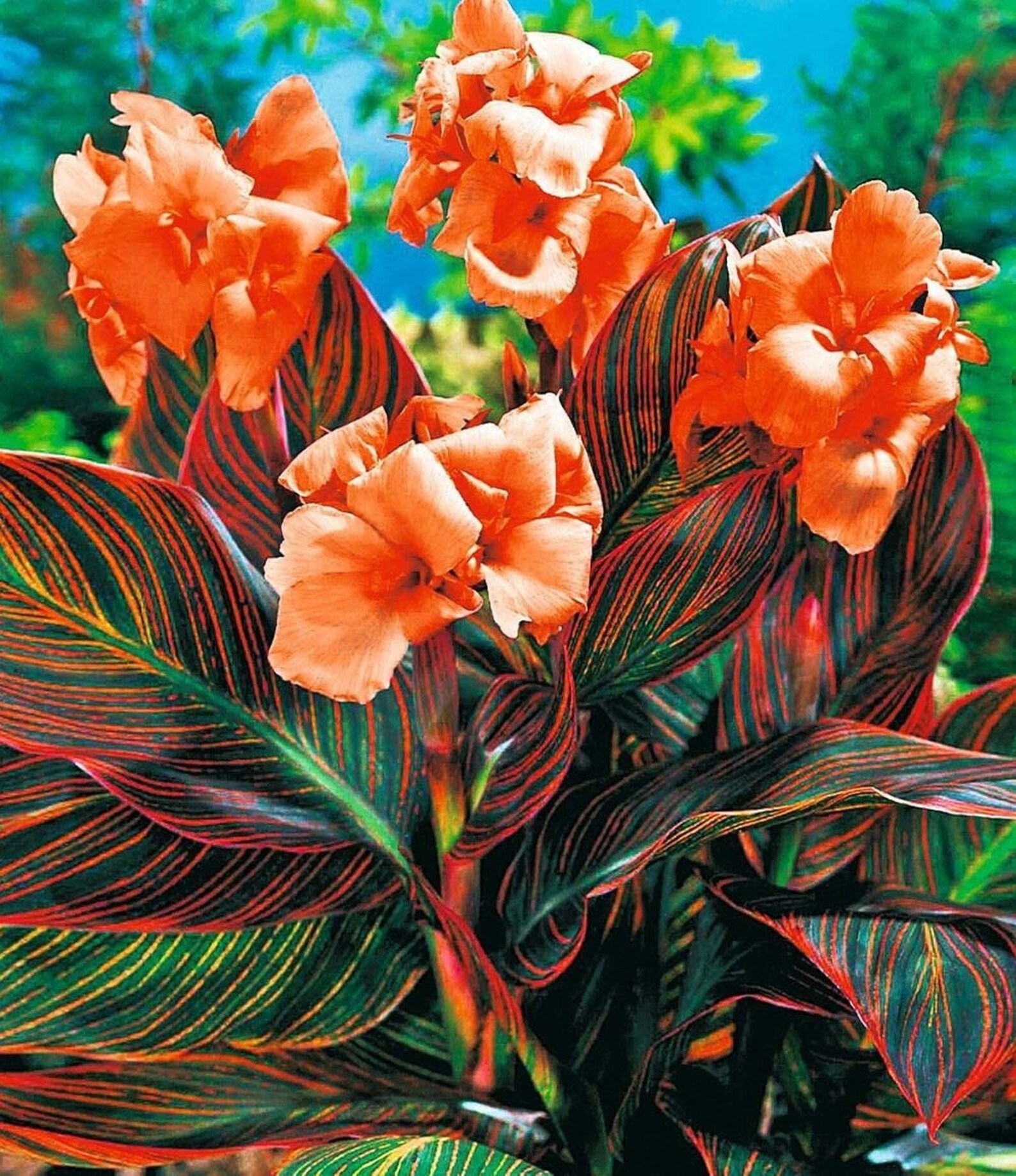 Durban Canna Lily Rhizomes Multicolor Striped Foliage Rocks Etsy