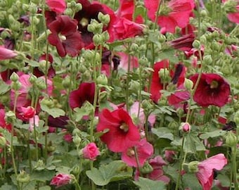 Alcea Hollyhock Live Plant - Indian Spring - Whites, Purple and Pink Flowers - Single and Semi-Double Blooms - Attracts Pollinators