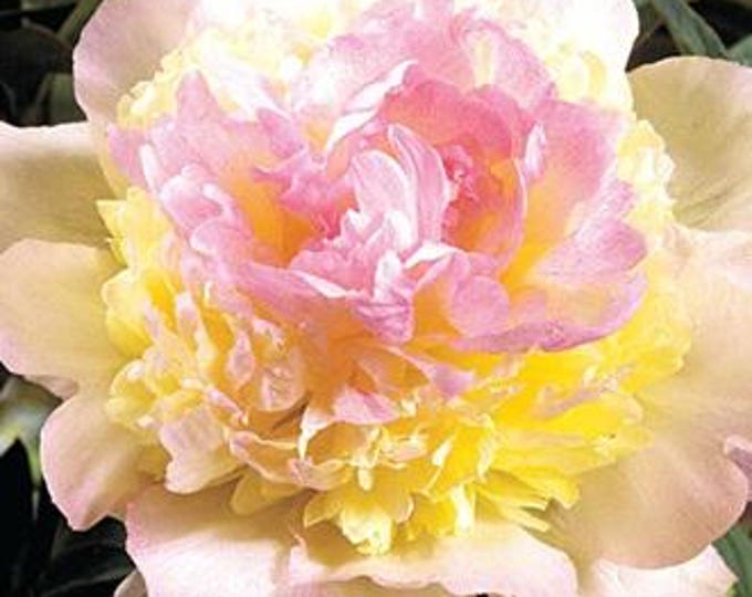 Peony Raspberry Sundae - 3-5 Eye Bare Root Division - Layered Flowers ...