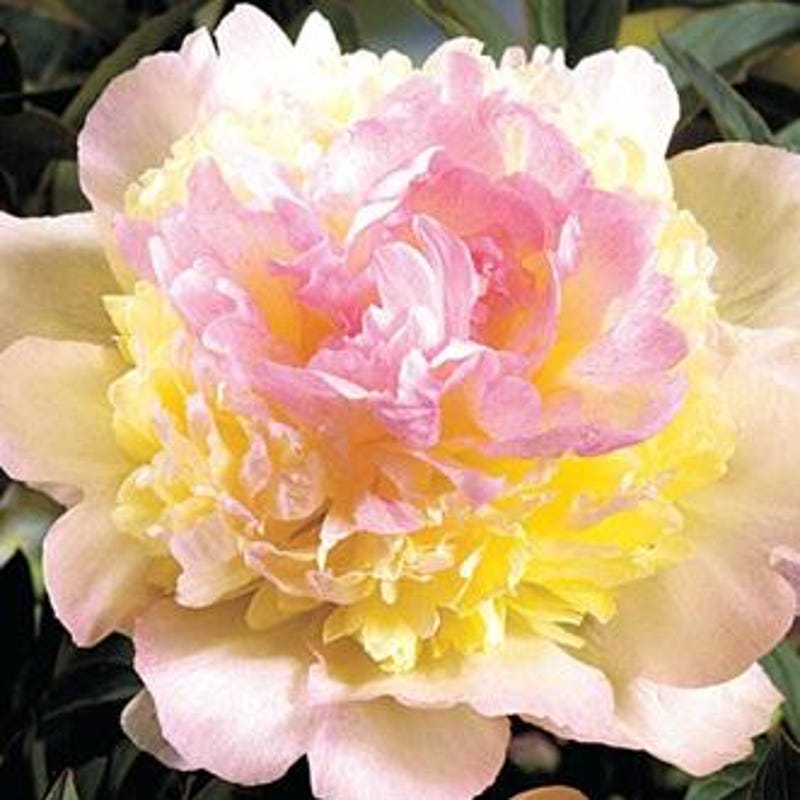 Tree Peony - Etsy