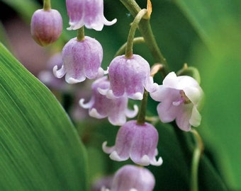 Convillaria 'Rosea' - Pink Lily Of The Valley - Bare Root Division "Pip" - Fragrant - Live Perennial Plant - for a Beautiful Shade Garden!!