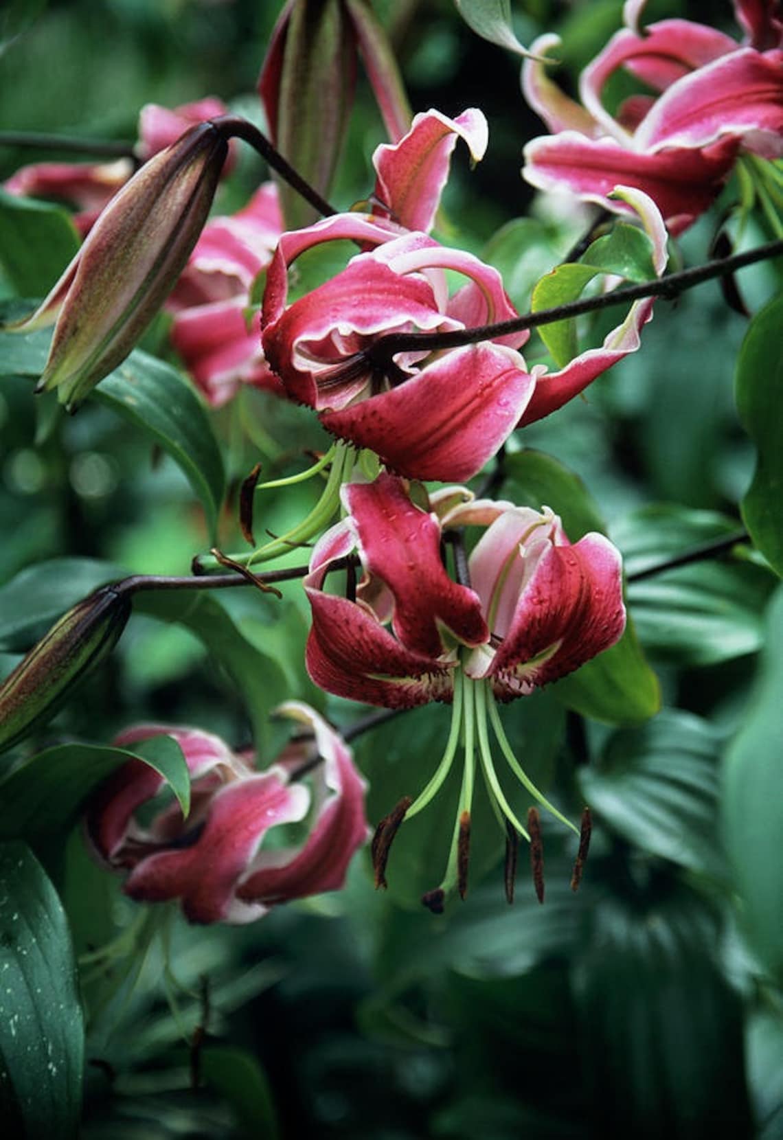 Deep Raspberry Color Flowers Black Beauty Lily Flower Bulbs - 4-7' Tall - Late Summer Prolific ...