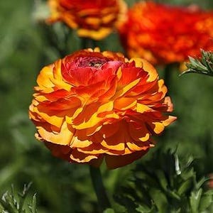 May include: A single orange and red ranunculus flower with multiple layers of petals.