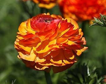 Flamenco Ranunculus tubers - Full sun to partial shade - One of the best flowers for cutting