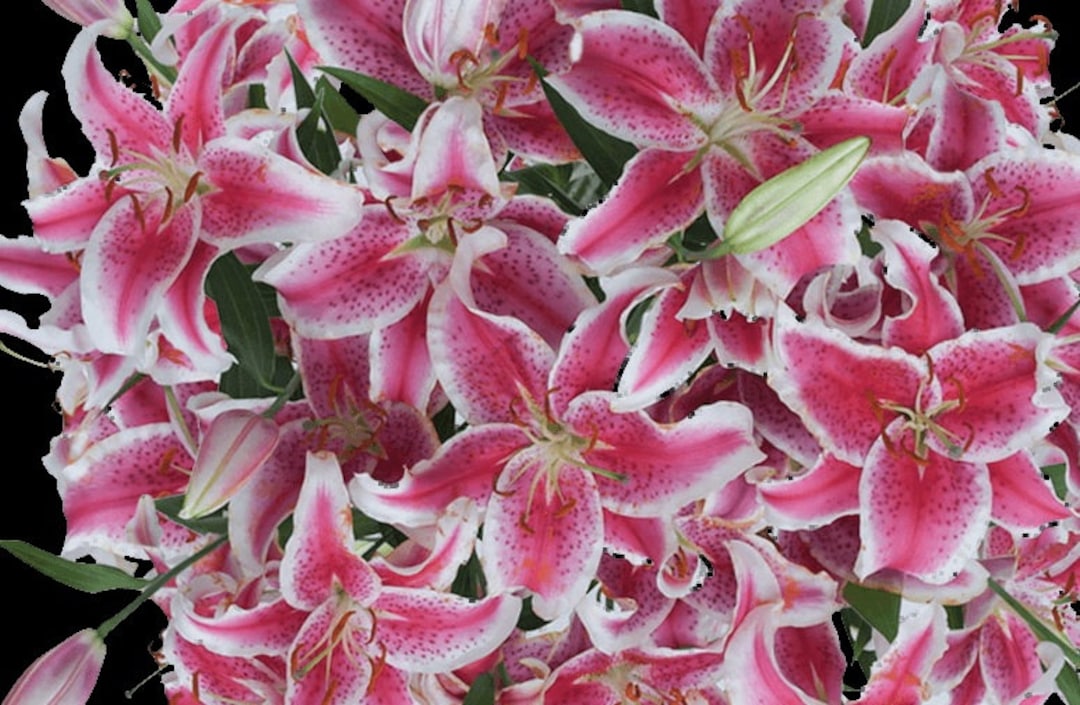 JUMBO SIZE Stargazer Oriental Lily Bulbs - Powerfully JUMBO SIZE Stargazer Oriental Lily Bulbs - Powerfully