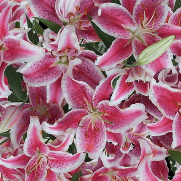 JUMBO SIZE Stargazer Oriental Lily bulbs - Powerfully Fragrant - Great Cut Flower - Plants Grow 4 - 5 ft. tall - Perennial - Hardy Zones 5-8