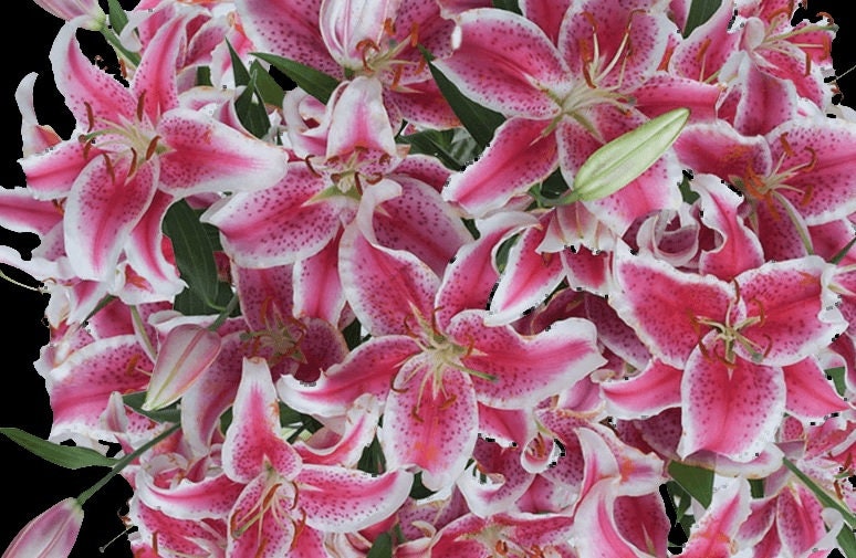 JUMBO SIZE Stargazer Oriental Lily Bulbs - Powerfully
