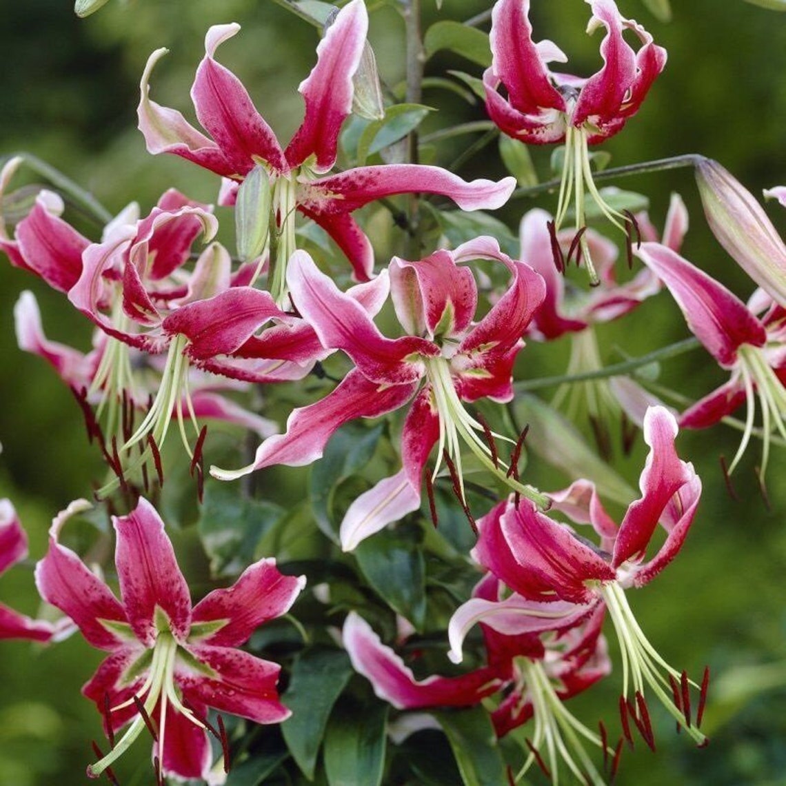 Deep Raspberry Color Flowers Black Beauty Lily Flower Bulbs - 4-7' Tall - Late Summer Prolific ...