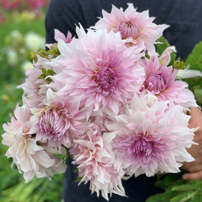 Shiloh Noelle Dinnerplate Dahlia Tuber - 8-10