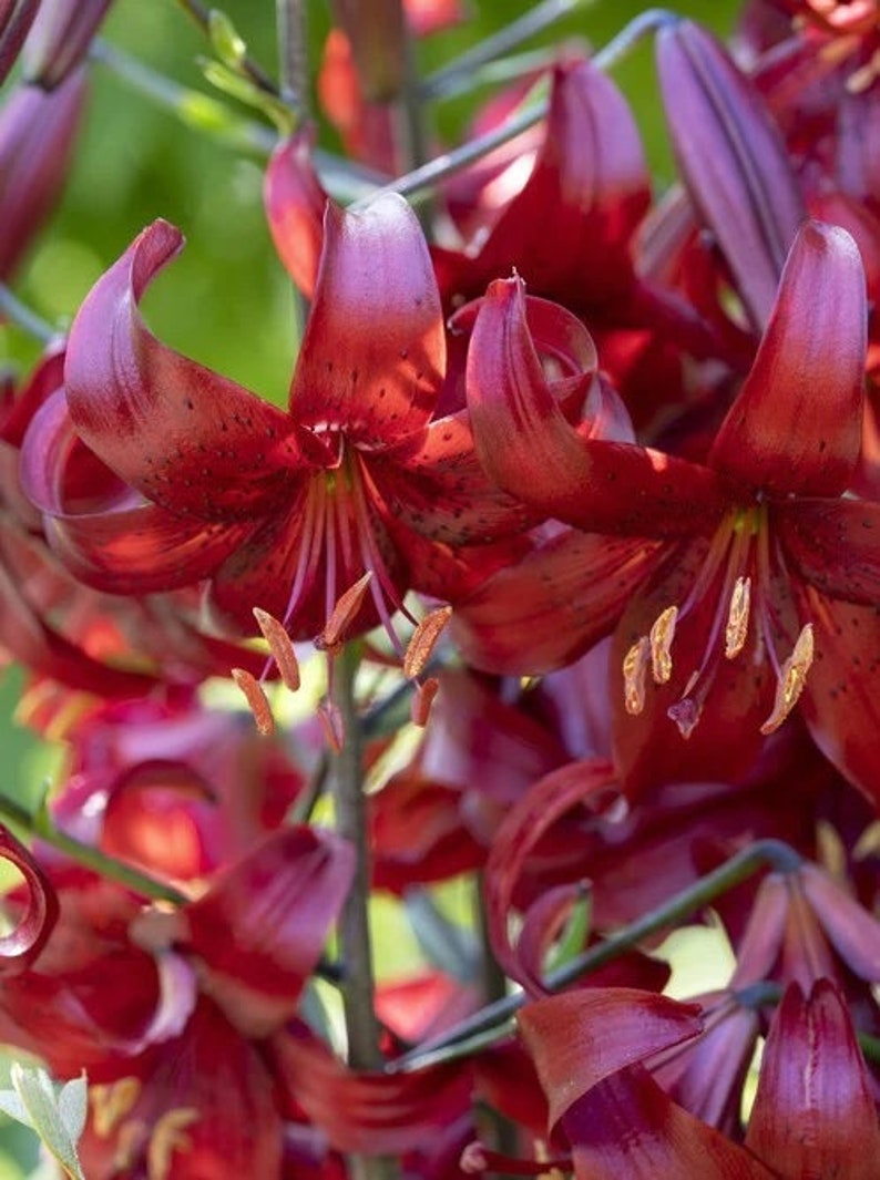 Red Asiatic Velvet Hummingbird Lily Flower Bulbs - Classic 4