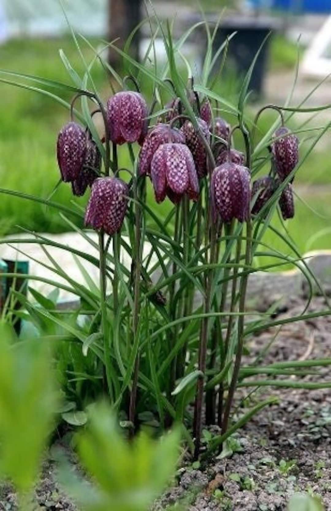 Fritillaria Checkered Lily Flower Bulbs Meleagris Mix Easy to Grow