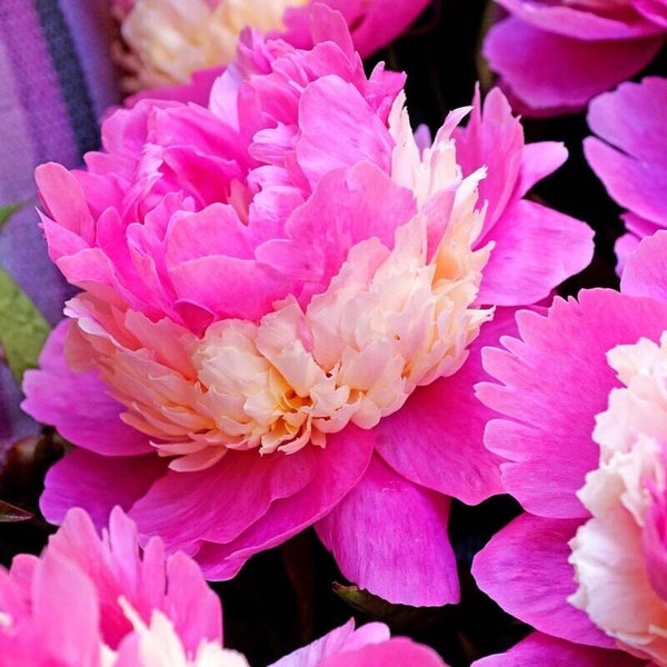 Peony Sorbet Bare Root Division - Layered Flowers of Fluffy Pink, White, and Cream Petals - Fragrant - Hardy Perennial - Pretty Greenery