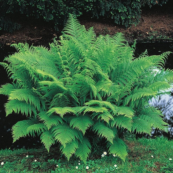Lady Fern Bare Root Rhizome - Shade Perennial - Plants can grow 3-6' tall - Likes moisture - Part/ Full Shade - Naturalize - Easily Grown