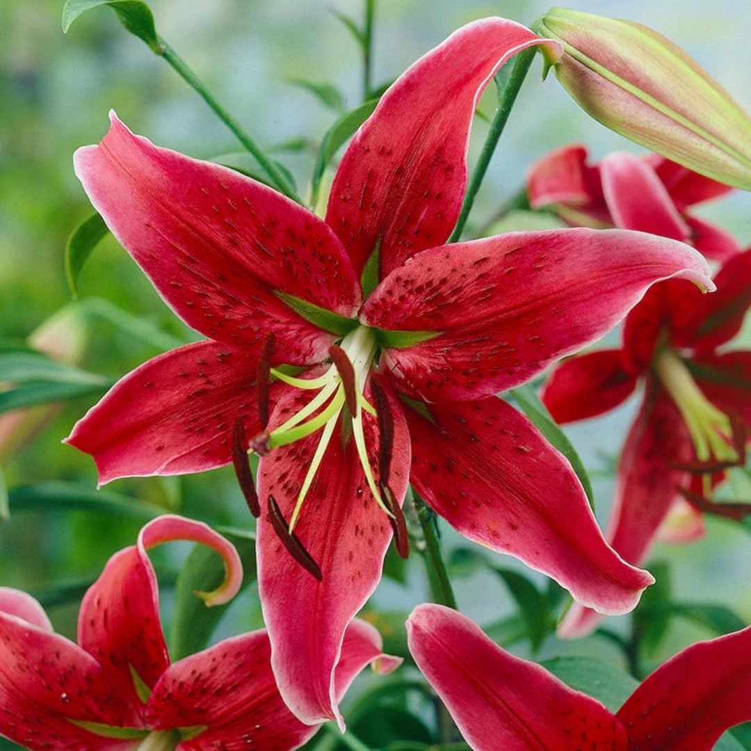 lilyです il_1080xN.4647897680_27t6.jpg