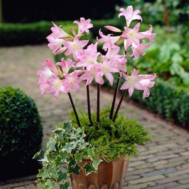 Pink Easter Amaryllis Bulb - BellaDonna Lily