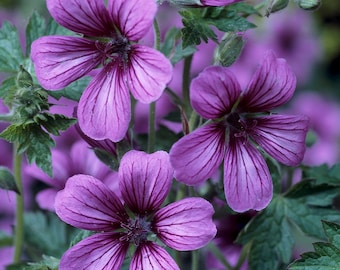 Geranium Bare Root Division - Sue Crug - June to September Blooms - Live Perennial Plant - for a Beautiful Summer Garden - Shades of Purple