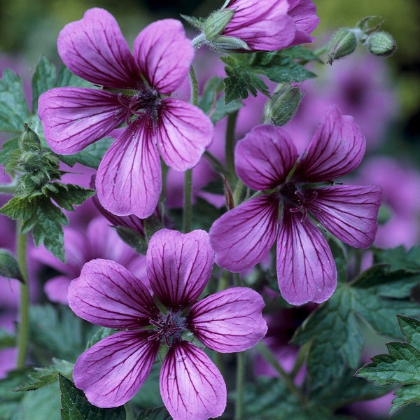 Geranium Bare Root Division - Sue Crug - June to September Blooms - Live Perennial Plant - for a Beautiful Summer Garden - Shades of Purple