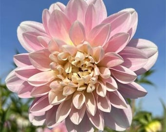 Breckenridge Ballerina Dahlia Tuber - Waterlily Variety - Baby Pink Blooms W/ White Centers - Fresh Flowers all Summer - Elegant - Full Sun