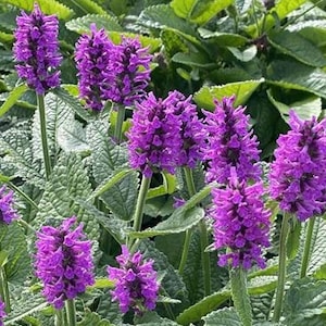 May include: A close-up of a patch of purple flowers with green leaves. The flowers are in bloom and have a delicate, feathery appearance.
