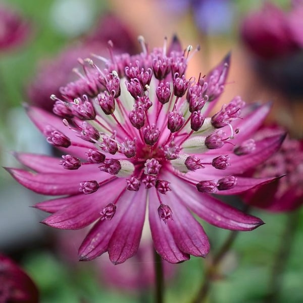 Astrantia 'Star of Fire' MASTERWORT Live Bare Root Division - Wine Red - Re-blooming plant May-July - Part Shade! Perennial