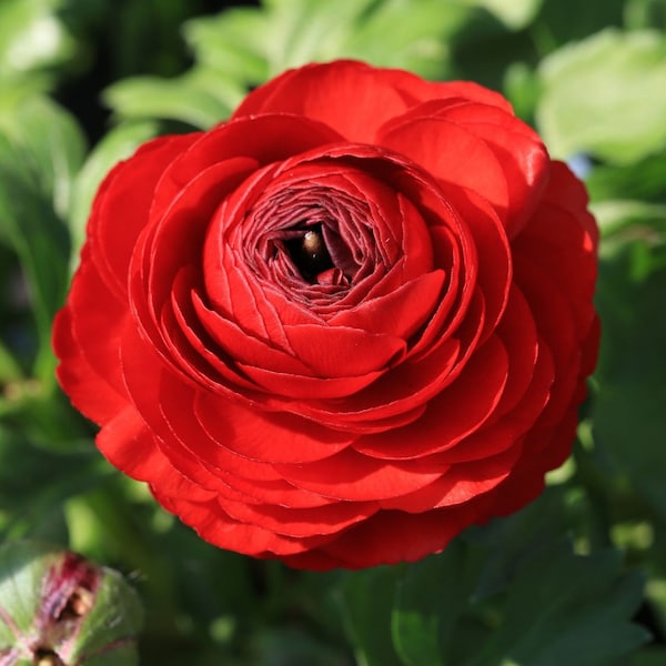 Red Ranunculus Tubers - Bright Red Rose Like Blooms - Easily grown - Full sun to partial shade - Tender Perennial - Deer Resistent