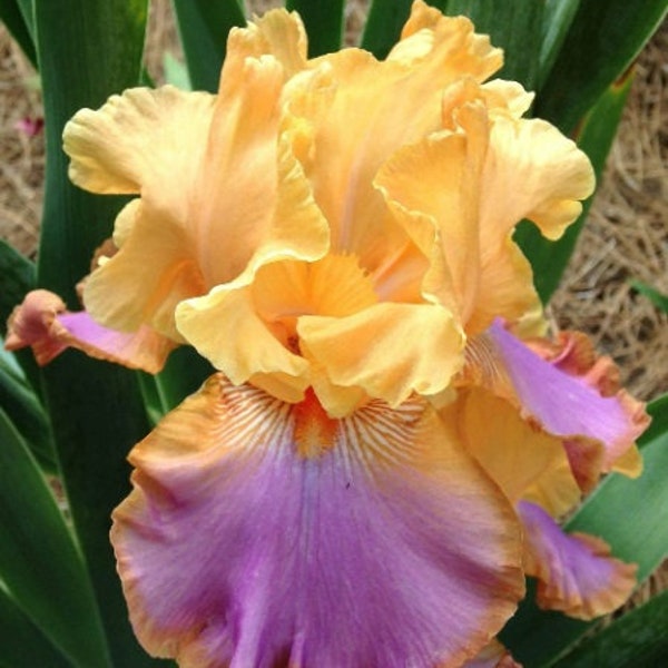 Bearded Iris 'Grand Canyon Sunset' Rhizome Warm Apricot & Soft Violet Deer Resistant Easy to Grow Perennial Spring Garden Bloomer