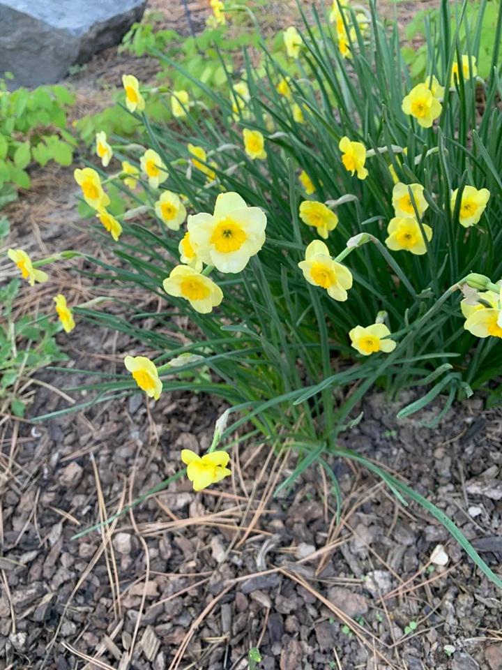 Narcissus Sun Disc Flower Bulbs - 1" Rounded Pale Yellow Flowers ...
