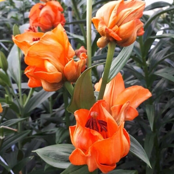 Apricot-Orange Asiatic Rose Bud Lily Bulbs - Twisted Frilly Petals Tipped in Green - Cold Hardy Perennial - Unique Lily