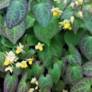 Epimedium versicolor 'Sulphureum' - Fairy Wings - Shade Tolerant - Drought Resistant - Blooms April/ May - Hardy Perennial - Low Maintenance