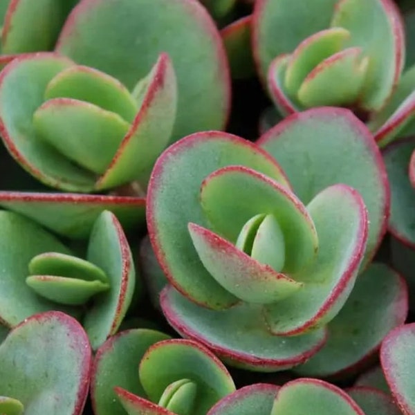 Lime Zinger Sedum Live Plant - Cold Hardy Perennial - Heat and Drought Tolerant Succulent - Green and Red Petals - Groundcover - Full Sun