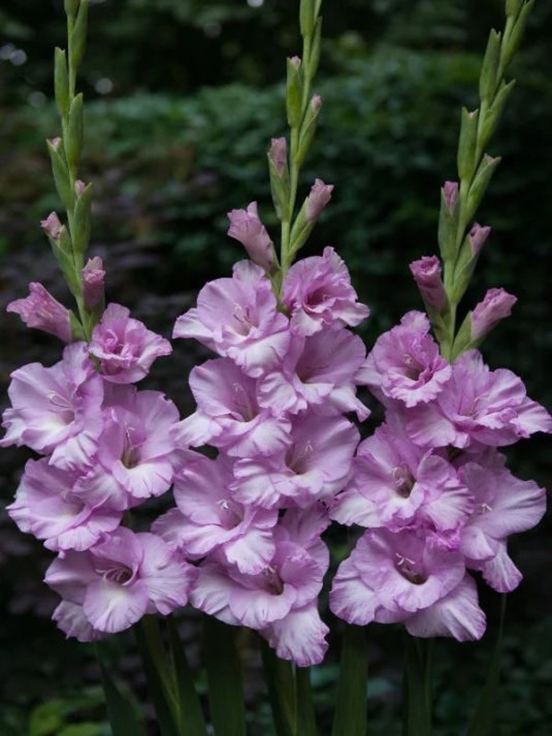 Alpha Sword Lily Bulbs GLADIOLUS GRANDIFLORA Easy to Grow Etsy