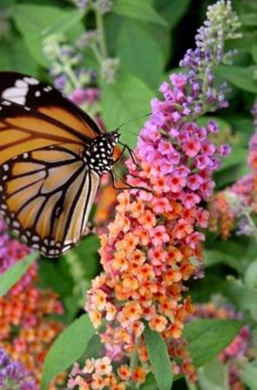 Bicolor Butterfly Bush - Live Plant - Attracts Butterflies - Mature ...