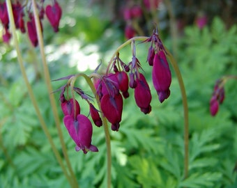 Cherry Red/ Dark Pink Bleeding Heart Bare Root Division - Hardy Perennial - Partial to Full Shade Plant - Easily Grown - Cold Hardy