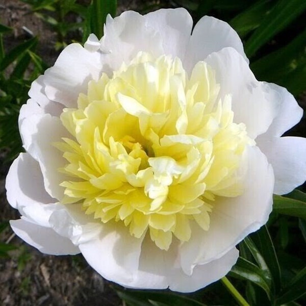 Peony Primavera Bare Root Division - Fluffy White Flower with Yellow Centers - Beautiful Green Foliage - Hardy Perennial - Long Bloom time