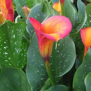 May include: A handmade wooden sign with the text "Welcome" in a playful font. The sign features a distressed white background and a dark brown frame, perfect for a front door or entryway. The sign measures approximately 12 inches wide and 6 inches tall.