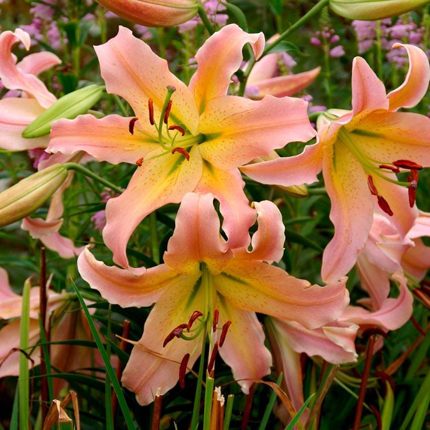 【Lily】 57_b75b823c-bed6-4471-a7f4-