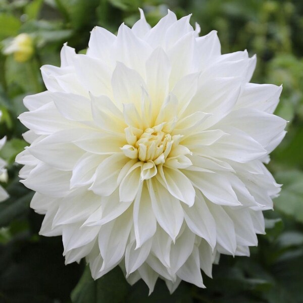 Fleurel Dinnerplate Dahlia Tuber - Classic Snow White Flowers w/ creamy yellow centers - 120 days of blooms - Full Sun