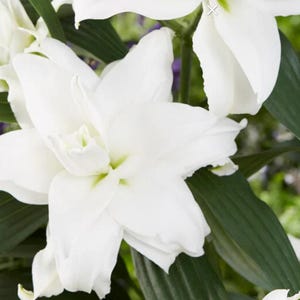 May include: Close-up of a white lily flower with green leaves. The lily has a large, white petal with a green center. The leaves are long and narrow.