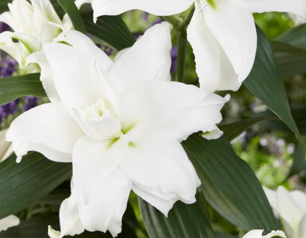 Amazon.com : White Pixels Asiatic Lily Flower Bulbs - 3