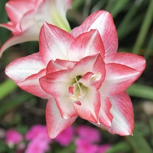 Fragrant Amaryllis - Peacock Blossom - Huge Pink & White - Giant Double Flowering - Hippeastrum  - Premium 28/30 cm bulb - House Plant