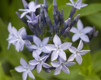 Blue Ice Amsonia Live Plant - Deep Lavender Blue Flower - Glossy Willow-like Leaves - Great in Mass Planting - Low Care - Drought Tolerant