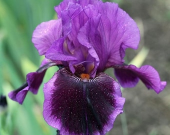 Bearded Iris 'Pagan Dance' Bulb (Rhizome)  Deep Velvety Purple Deer Resistant Easy to Grow Perennial Plants Spring/Summer