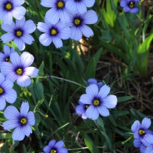 Moody Blues Live Plants - Blue-Eyed Grass - Brilliant Bright Blue-Violet Star Shaped Flowers w/ Yellow Centers - Full Sun to Part Shade