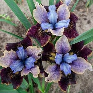 May include: Three purple and blue iris flowers with brown and gold markings on the petals. The flowers are in bloom and have a delicate, ruffled appearance.