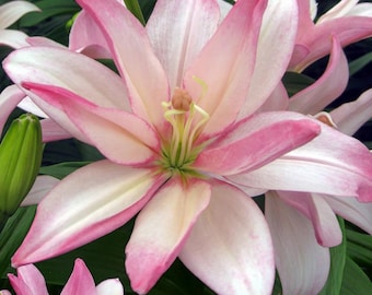 Bentley Lily Bulbs - Double Asiatic Lilies - Layers of soft white and blush pink petals - up to 4' tall - Full Sun - Great for cut flowers