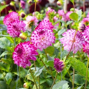 Little Robert Pompon Dahlia Tuber Brilliant 2-3 - Etsy