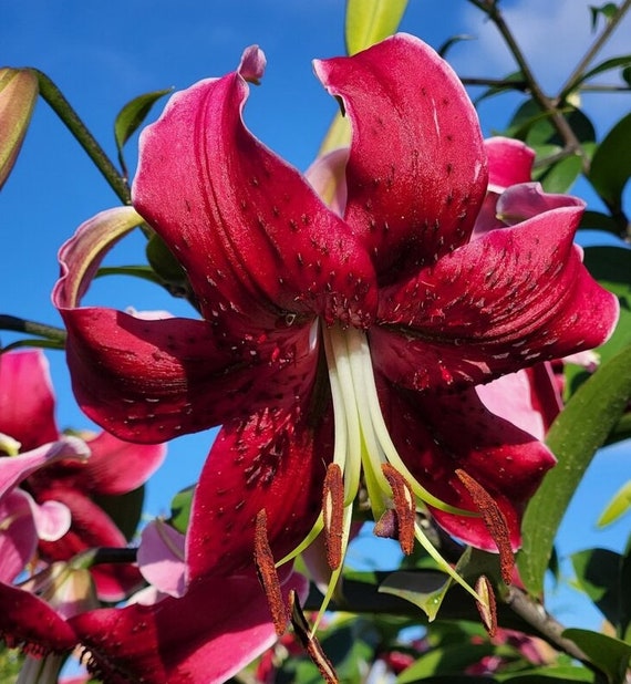 Miss Feya Tree Lily Bulbs - Rosy Red Flowers Speckled Black