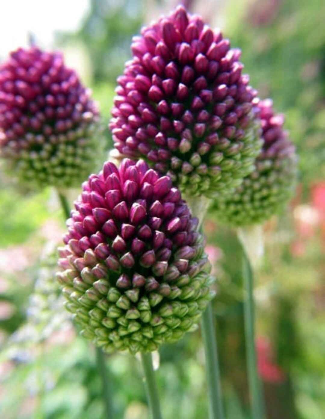 Drumstick Allium Flower Bulbs Hardy Deer Resistant Blooms in Late