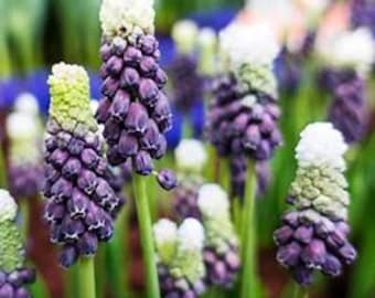 Muscari Grape Hyacinths Grape Ice Bulbs - Blend of 3 colors ! Deep Blue fading to green in the middle and Light Blue on Top - Delicate