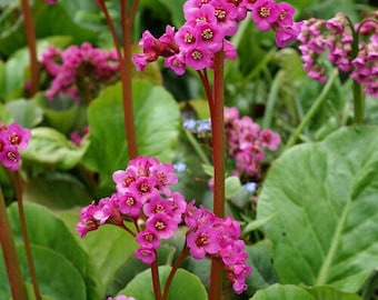 Berginia Winterglow Bare Root Live Plant - Pigsqueak - Hardy Shade Plant - Perennial - Magenta/Red - Rodent Resistant - Great Shade Garden